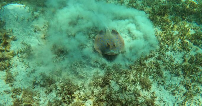 Bluespotted ribbontail ray (Taeniura lymma) species of stingray in the Red Sea, Amazing underwater animal in Marsa Alam, Egypt