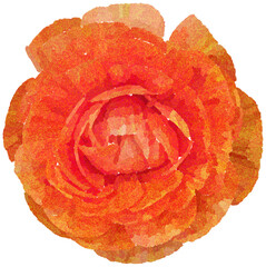 Realistic illustration of flower. Depiction of bright orange plant. Decoration for cards, invitations. Floral. Rose. - 528485418