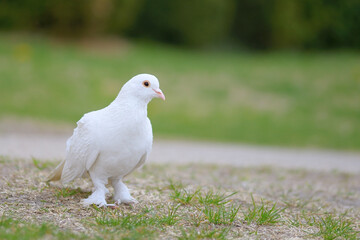 White pigeon dove