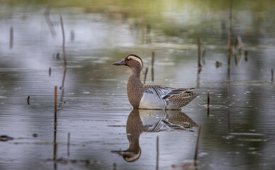 Garganey floating in the swamp (Animal portrait)