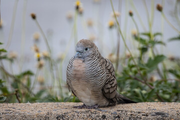 Zebra Dove on the ground animal portriat.