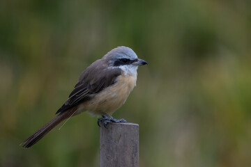 Brown shrike standing on a bamboo stump.