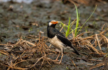 Asian Pied Starling on the ground.