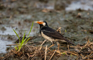 Asian Pied Starling on the ground.