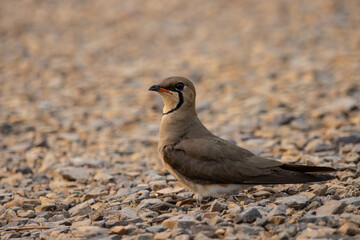 Oriental Pratincole on the ground ( Animal portrait)