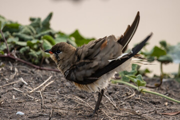 Oriental Pratincole on the ground ( Animal portrait)