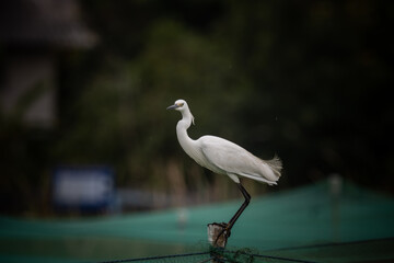 Egretta garzetta animal portrait close up.