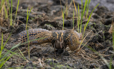  greater painted-snipe on the ground (Animal Portrait)