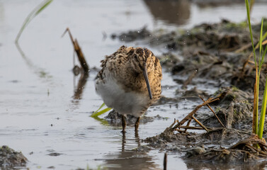 Pin-tailed Snipe standing on the ground with water.