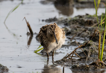 Pin-tailed Snipe standing on the ground with water.