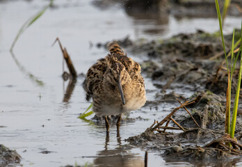 Pin-tailed Snipe standing on the ground with water.