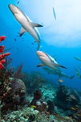 Caribbean reef sharks by coral reef.