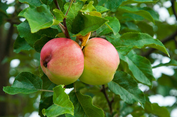 ripe apples on the tree. juicy fruits in the garden. sweet apples on the background of the garden. fruit growing concept