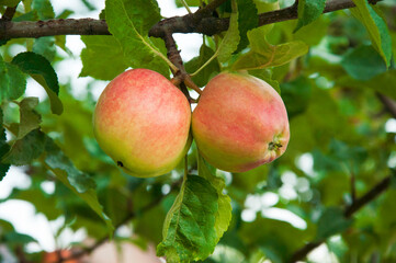 ripe apples on the tree. juicy fruits in the garden. sweet apples on the background of the garden. fruit growing concept