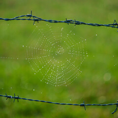 toile d'araignée visible dans la rosée du matin tendue entre deux fils de fer barbelés sur fond vert