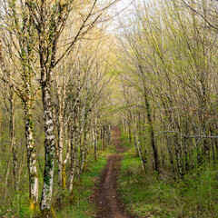 sentier de randonnée rectiligne passant entre une haie d'arbres avec peu de feuillage au printemps