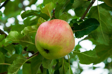 ripe apples on the tree. juicy fruits in the garden. sweet apples on the background of the garden. fruit growing concept