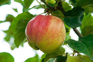 ripe apples on the tree. juicy fruits in the garden. sweet apples on the background of the garden. fruit growing concept