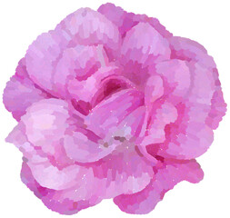 Realistic illustration of flower. Depiction of pink plant. Decoration for cards, invitations. Floral. - 528486470