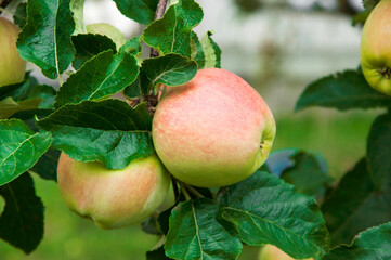 ripe apples on the tree. juicy fruits in the garden. sweet apples on the background of the garden. fruit growing concept