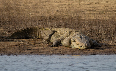 Mugger Crocodile; Crocodile resting on mud bank; Big crocodile; Marsh crocodile from Yala national park, Sri Lanka	