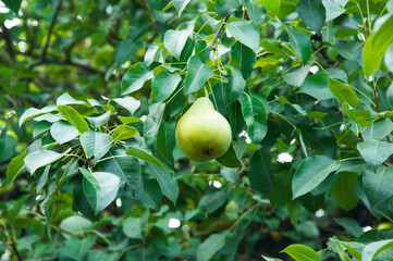 ripe pears on the tree. juicy fruits in the garden. sweet pears on the background of the garden. fruit growing concept