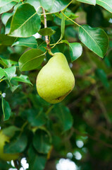 ripe pears on the tree. juicy fruits in the garden. sweet pears on the background of the garden. fruit growing concept