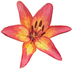 Realistic illustration of flower. Depiction of red plant. Decoration for cards, invitations. Floral. Lily. - 528486854