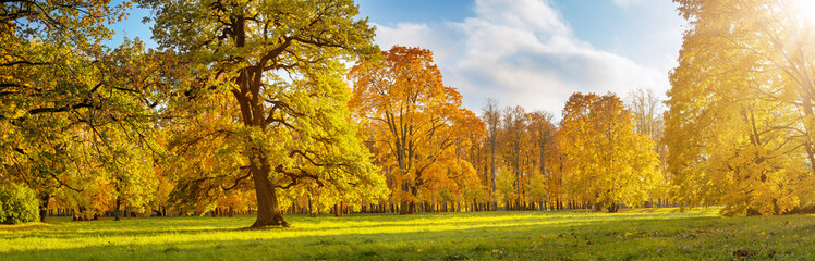 Naklejka premium Beautiful view of the meadow with trees on it in autumnal park in sunny day.