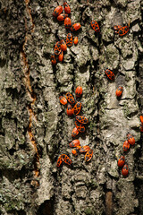 Pyrrhocoris apterus.Bug-soldier, wingless red-bug. a colony of bedbugs on a tree trunk