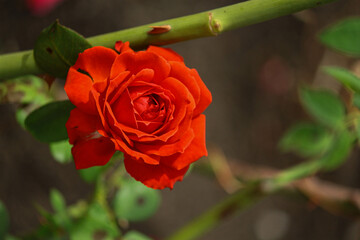 red rose in garden