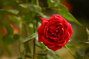 red rose in garden