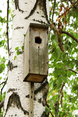 bird house on a tree