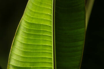 green leaf background. palm leaves on a blurred background. jungle. banana leaves close up.
