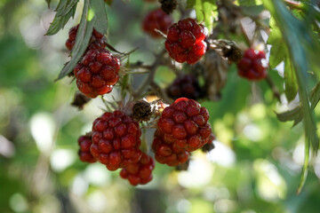 Brombeerstrauch mit roten Früchten