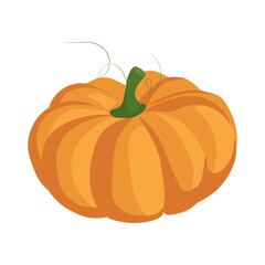 pumpkin isolated on white background