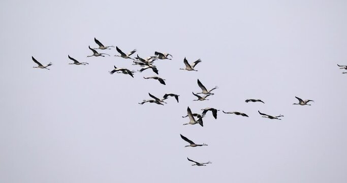 Flying flock of Common Crane on lake, migration in the Hortobagy National Park, Hungary, puszta is famouf ecosystems in Europe and UNESCO World Heritage Site