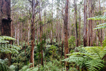 Woods Point Rd Drive in Victoria Australia