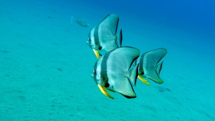 Fish - a type of bone fish Osteichthyes. Plataks - Ephippidae Blue Plataks.