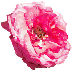 Realistic illustration of flower. Depiction of pink plant. Decoration for cards, invitations. Floral. - 528488448
