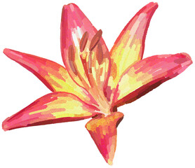 Realistic illustration of flower. Depiction of pink plant. Decoration for cards, invitations. Floral. Lily. - 528488491