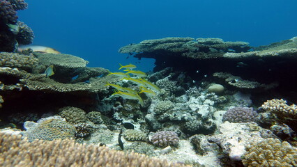 Colorful tropical fish on a coral reef, amazingly beautiful fairy world. In the coral gardens of the Red Sea.