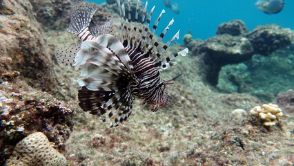 Naklejka na ściany i meble Lion Fish in the Red Sea in clear blue water hunting for food .