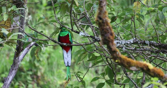Resplendent quetzal (Pharomachrus mocinno), Guatemalan national bird. Magnificent sacred green and red iconic bird. Bird with long tail. San Gerardo de Dota, Wildlife and birdwatching in Costa Rica.