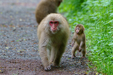 Fototapeta premium ニホンザルの親子 初夏上高地