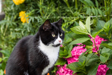 A beautiful black and white cat sits thoughtfully near the green leaves.