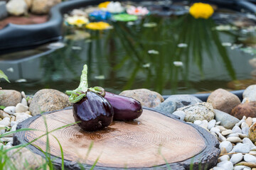 Beautiful juicy eggplants with water droplets lie on the edge of the pond.