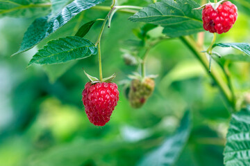 A beautiful red raspberry berry is hanging on a branch in the garden. - 528489042