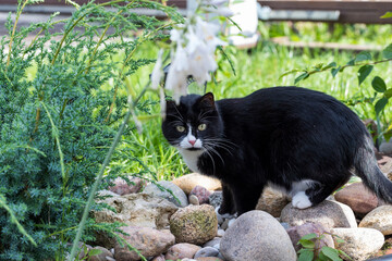 A black and white cat walks on the pebbles on the street.