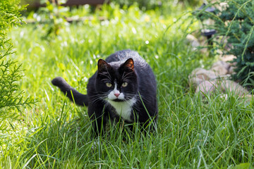 A black and white cat walks on the grass on a sunny summer day.